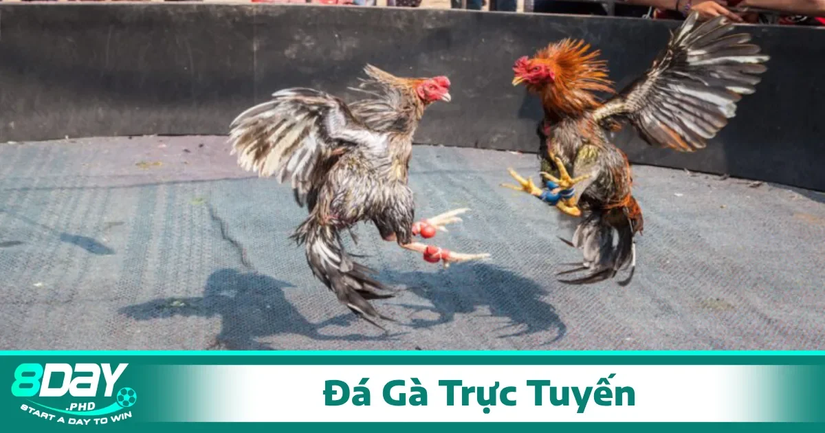 Đá Gà Trực Tuyến 1 Cách xem và đặt cược đá gà trực tuyến tại 8Day cực đơn giản