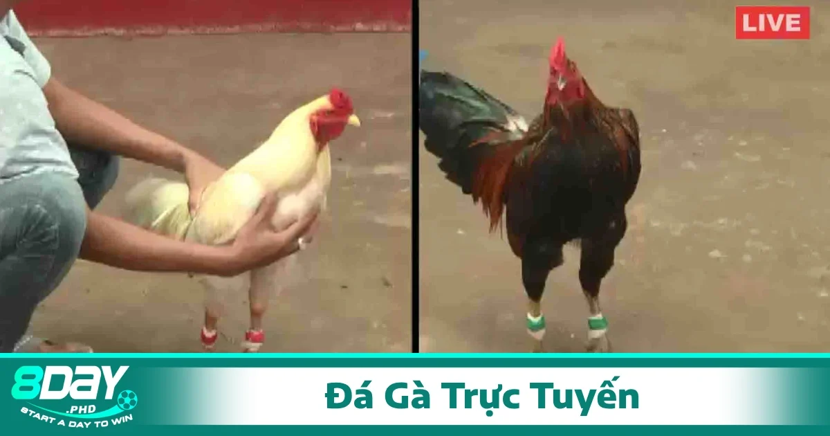 Đá Gà Trực Tuyến 2 Các bước để xem trực tiếp các trận đá gà qua nền tảng 8Day